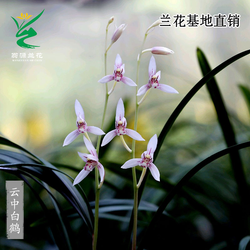 高端老种四季建兰云中白鹤带花香