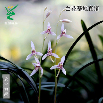 高端老种四季建兰云中白鹤带花香