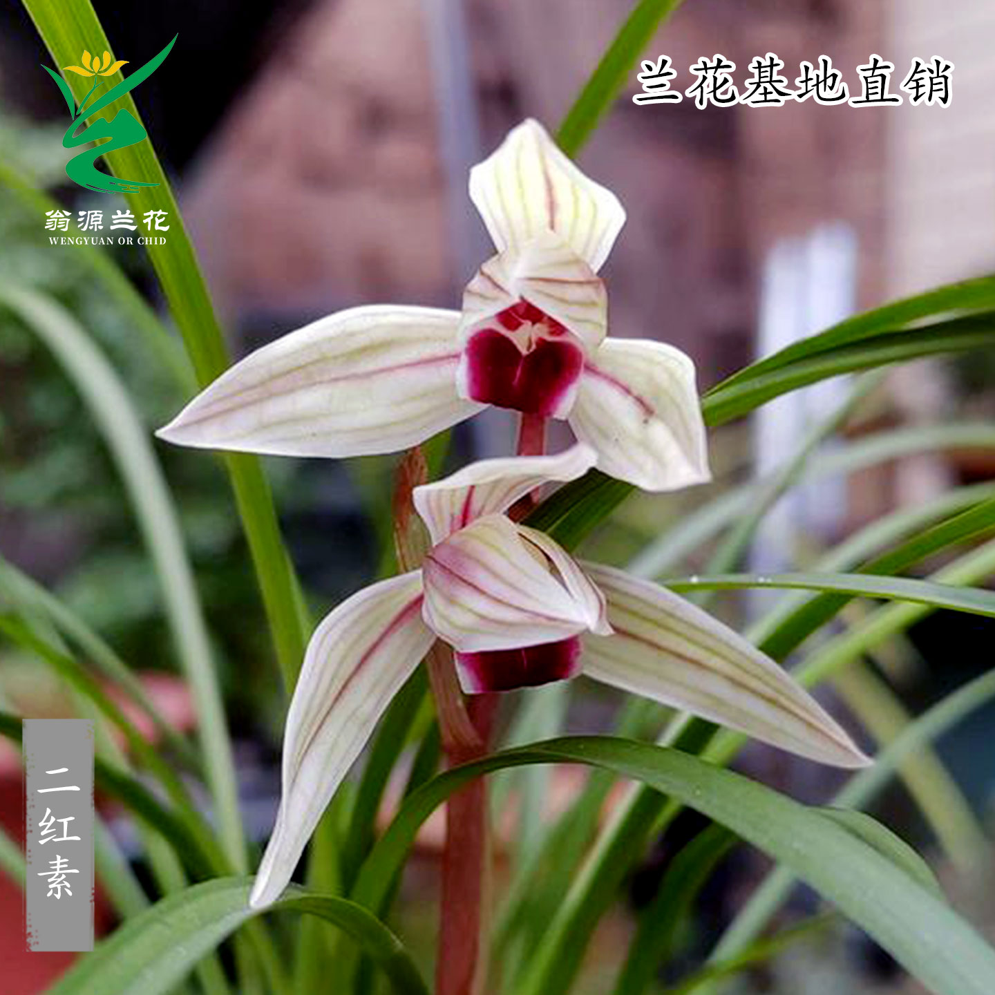 春兰莲瓣兰二红素花红舌浓香好养