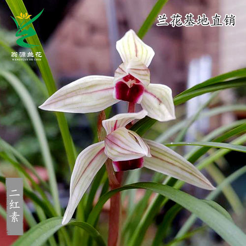 春兰莲瓣兰二红素带花浓香型盆栽