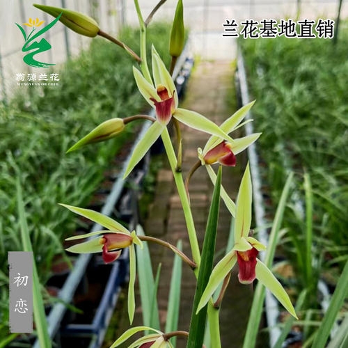 种寒兰花苗红舌初恋烈焰红唇带花