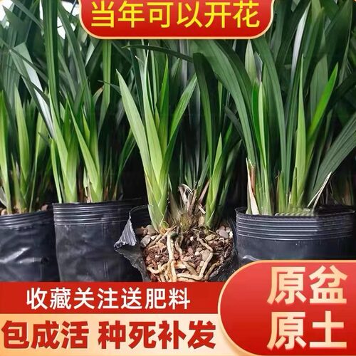 翁源兰花老种墨兰除甲醛高大浓香