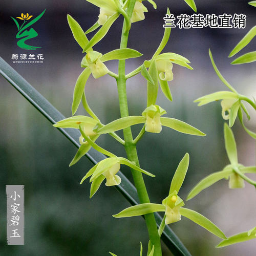 老种墨兰小家碧玉带花浓香除甲醛