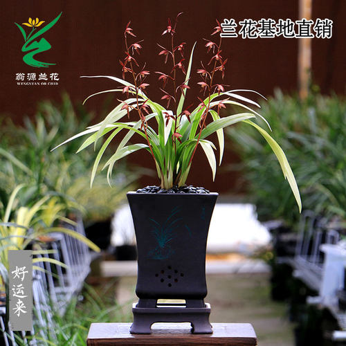 墨兰红花老种好运来红韵先明艺