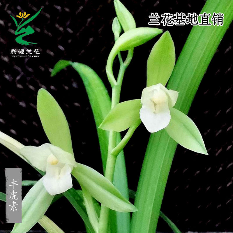 翁源兰花老种四季建兰丰虎素带花剑绿翡翠浓香大凤素好养花卉盆栽,鲜花速递/花卉仿真/绿植园艺,国兰/杂交兰/洋兰类,淘宝优惠券,粉丝福利购,淘宝优惠卷