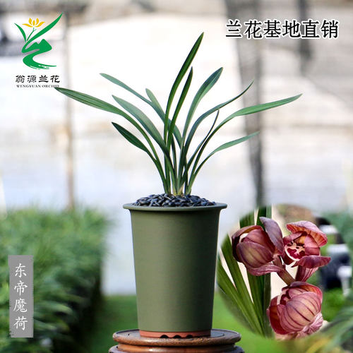 老种正品春剑东帝魔荷矮种带花香