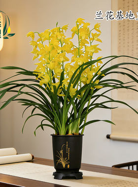 高端大花蕙兰金元宝金黄色花香味
