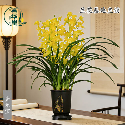 高端大花蕙兰金元宝金黄色花香味