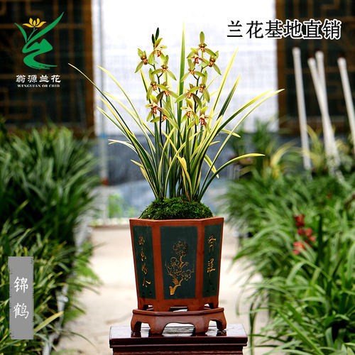 老种四季建兰开花机器带花好养香