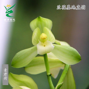 翁源兰花苗高档四季 建兰素君荷老种大凤素心带花浓香好养室内花卉