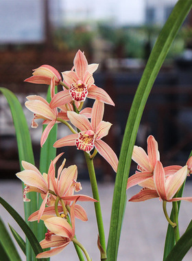 四季建兰红霞仙子大花蕙兰台北好养玫瑰仙子带花浓香华韵丹霞好养