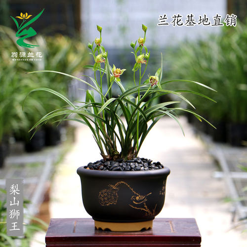 老种四季建兰梨山狮王奇花带花香