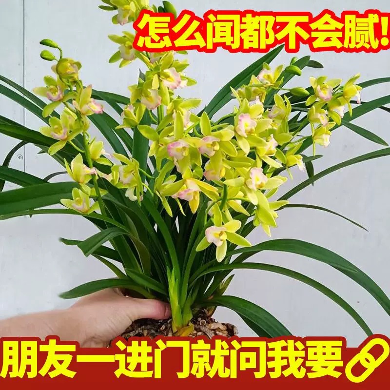 兰花苗香水香兰带花浓香好养花卉