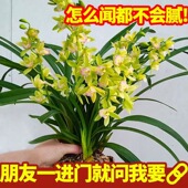 翁源兰花苗香水香兰带花浓香特卖养不死 四季 白玉大凤素耐寒耐热