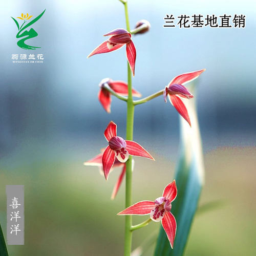 翁源兰花高端墨兰红花秋榜喜洋洋