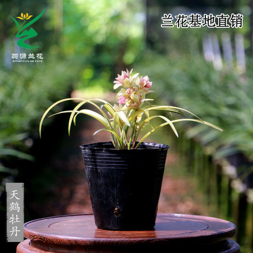 翁源兰花高端中透艺草天鹤牡丹奇