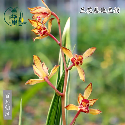 高端兰花苗正品墨兰老种百鸟朝凤