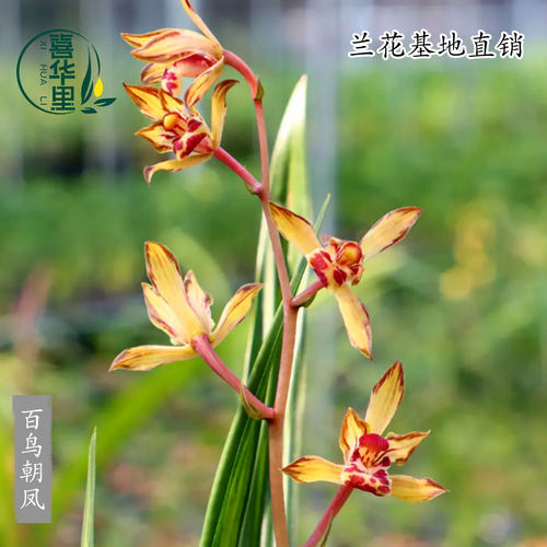 墨兰老种百鸟朝凤中透斑稿浓香型
