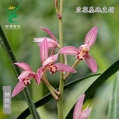 高端墨兰秋榜胭脂红带花浓香好养