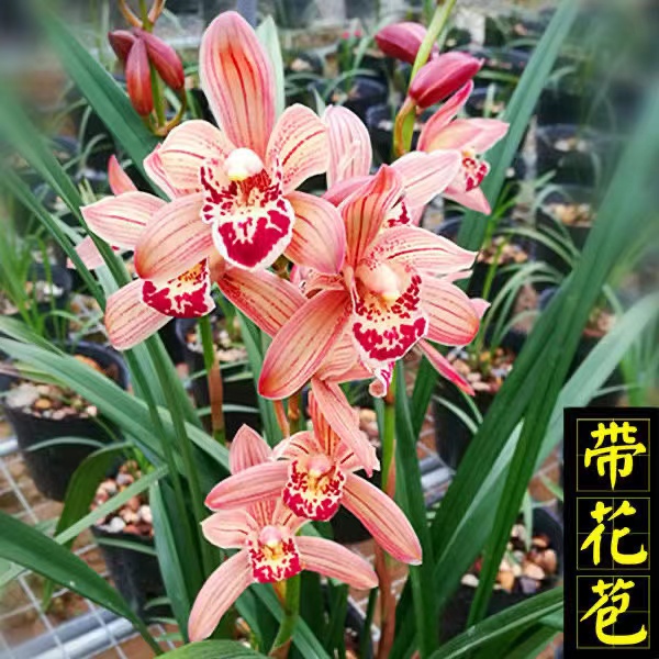 四季兰建兰快车小姐带花浓香好养