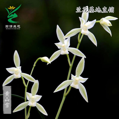 老种四季建兰黄山雪白花名品带花