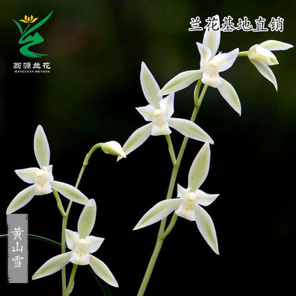 翁源高端老种四季建兰花苗黄山雪宜兰白花正品青山玉泉带花苞浓香