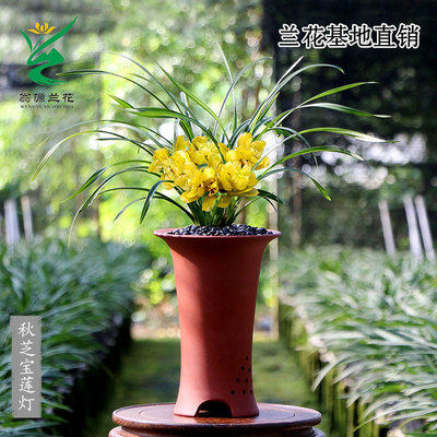 套叶兰秋芝宝莲灯金黄色奇花带花