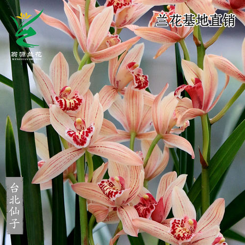 翁源兰花四季建兰台北仙子带花香