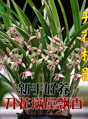 翁源兰花四季建兰七彩丹霞金边开花机器带花浓香好养室内花卉盆栽