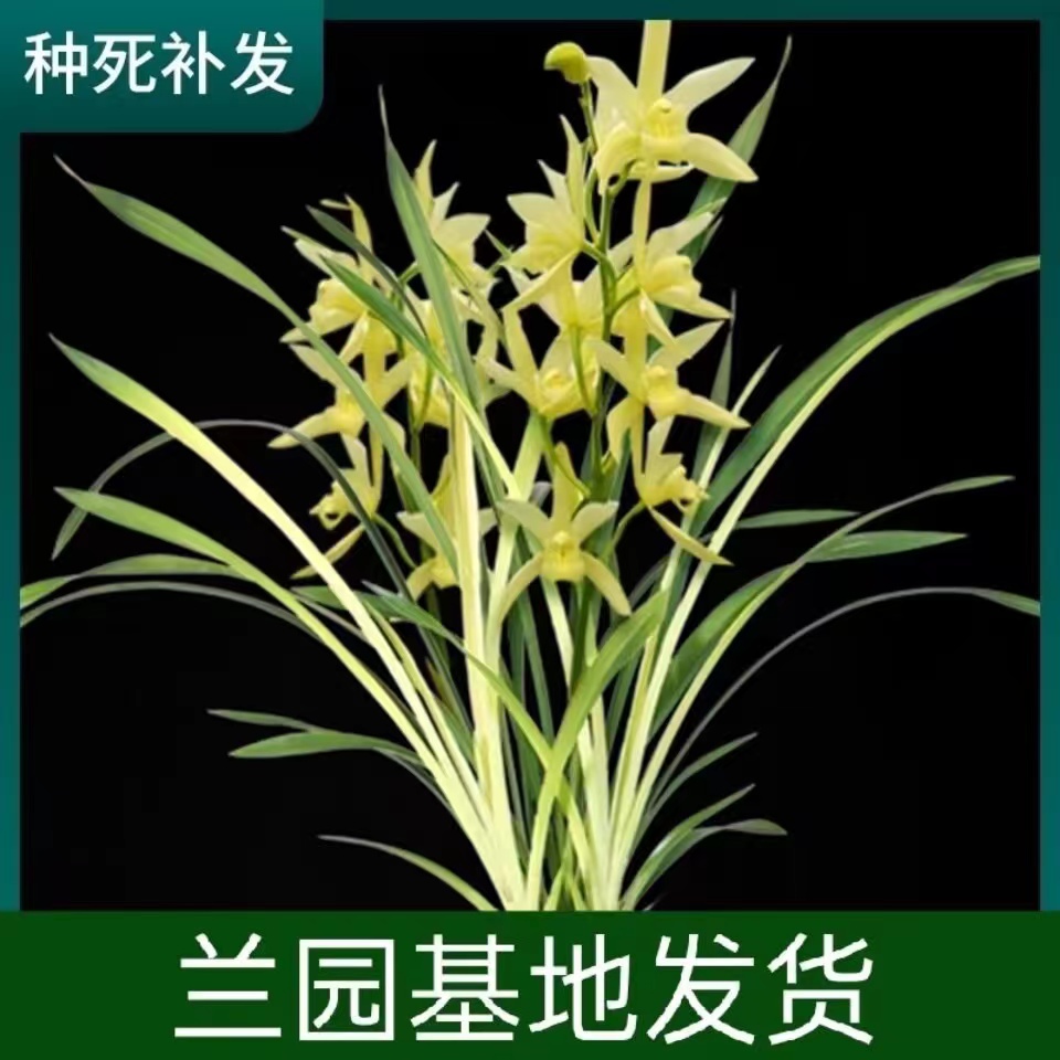 四季建兰七彩神童带花浓香型好养