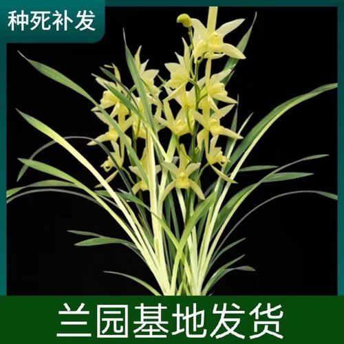 四季建兰七彩神童带花浓香型好养