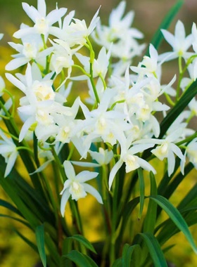 翁源精品四季建兰花苗雪美人白雪公主带花浓香大花蕙兰素心好养卉