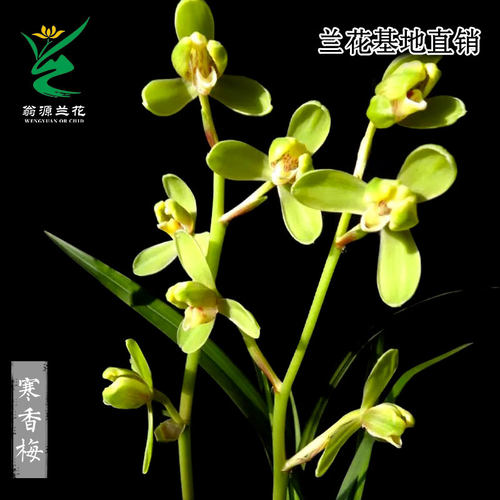 兰花苗老种大叶寒兰寒香梅带花香