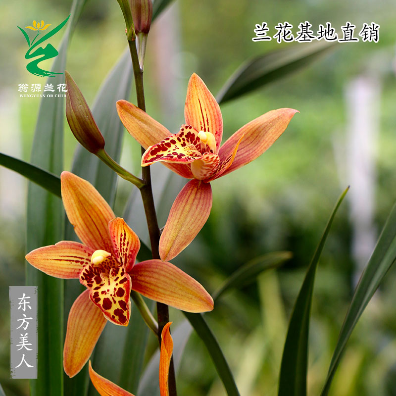 大花蕙兰东方美人带花浓香型好养