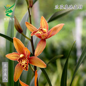 翁源四季 建兰东方美人大花蕙兰黄金小神童带花浓香好养室内卉盆栽