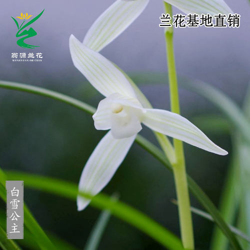 老种高端莲瓣兰白雪公主细叶带花