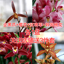 墨兰建兰四季 兰乡直销开花浓香好易养室内花卉绿植 翁源兰花苗特价