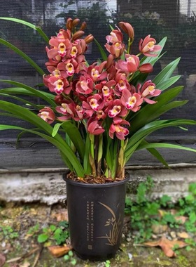 翁源兰花苗蕙兰四季建兰老种带花正品浓香室内好养绿植花卉原盆发