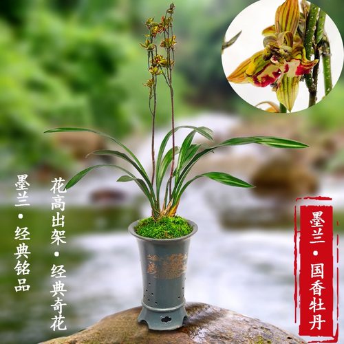 高端墨兰花苗十大奇花国香牡丹香