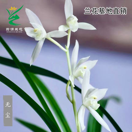 翁源高端老种四季建兰花苗无尘青山玉泉带花浓香好养室内花卉盆栽