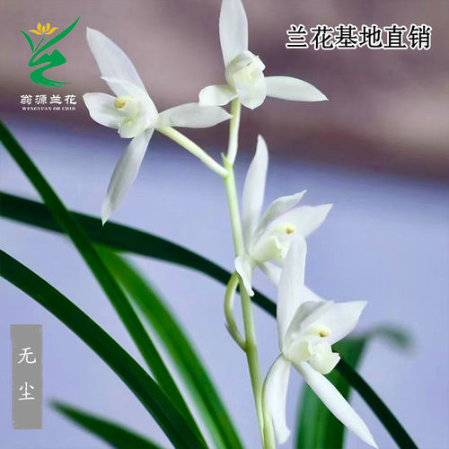 高端老种四季建兰无尘带花好养香