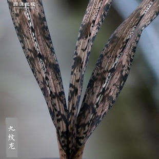 高端老种墨兰九纹龙中国龙金边四季 建兰花七彩丹霞带花浓香好养卉