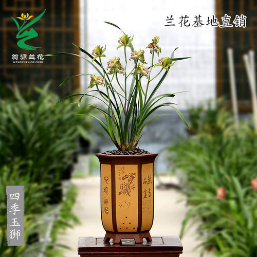 四季建兰四季玉狮蓬莱狮子带花苞