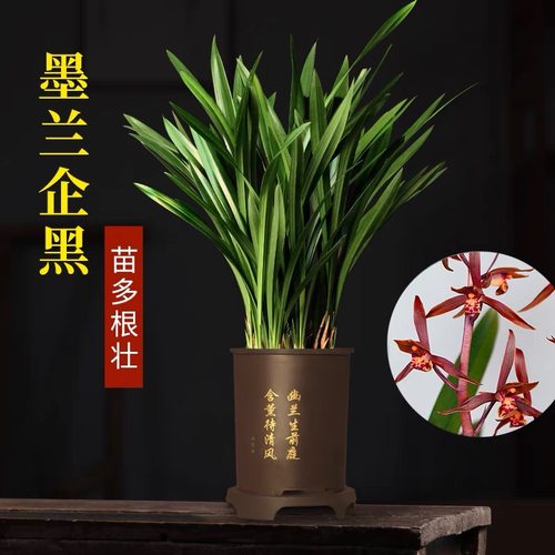 老种墨兰企黑四季常青好养带花香