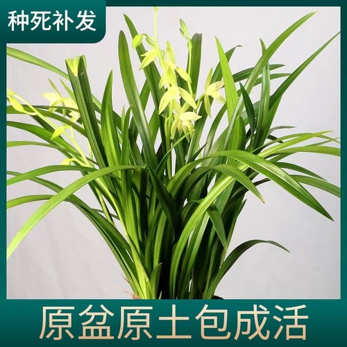 老种四季建兰朱德素带花浓香好养