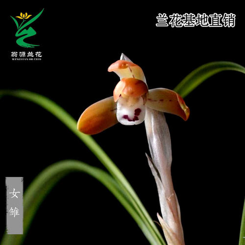 翁源兰花正品春兰女雏带花香好养