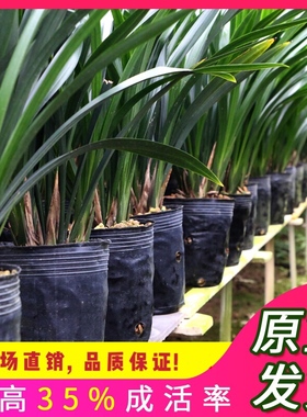 翁源兰花苗正品墨兰企黑金边室内红花除甲醛浓香好养室内植物盆栽