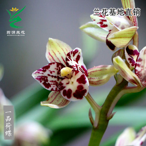翁源兰花正品四季建兰一品荷蝶瓣