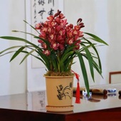 翁源兰花大花蕙兰开花浓香大花喜庆室内阳台客厅好养绿植花卉盆栽