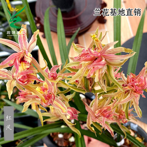翁源兰花苗高端正品寒兰红凤带花